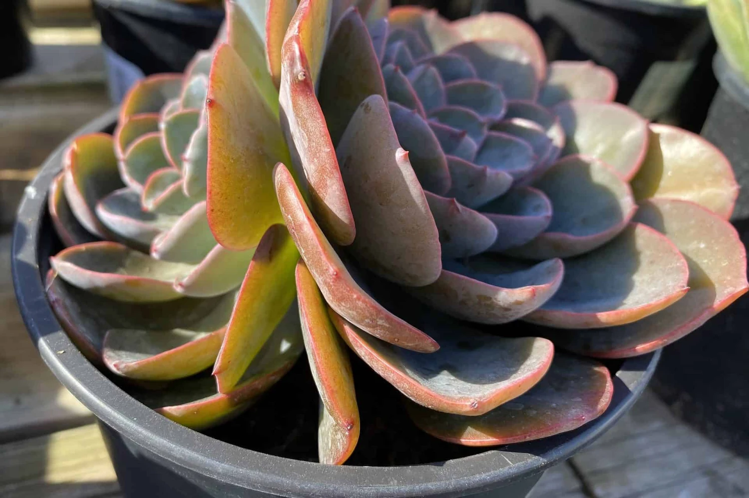 Mature Echeveria Swirl Hybrid. 11 Mature Echeveria Swirl Hybrid. - Image 9