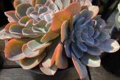 Mature Echeveria Swirl Hybrid. 19 Mature Echeveria Swirl Hybrid. -Cheap Plantly Store swirl 2