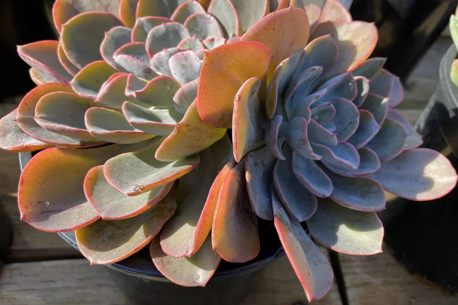 Mature Echeveria Swirl Hybrid. 10 Mature Echeveria Swirl Hybrid. - Image 8