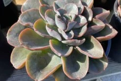 Mature Echeveria Swirl Hybrid. 18 Mature Echeveria Swirl Hybrid. -Cheap Plantly Store swirl 3