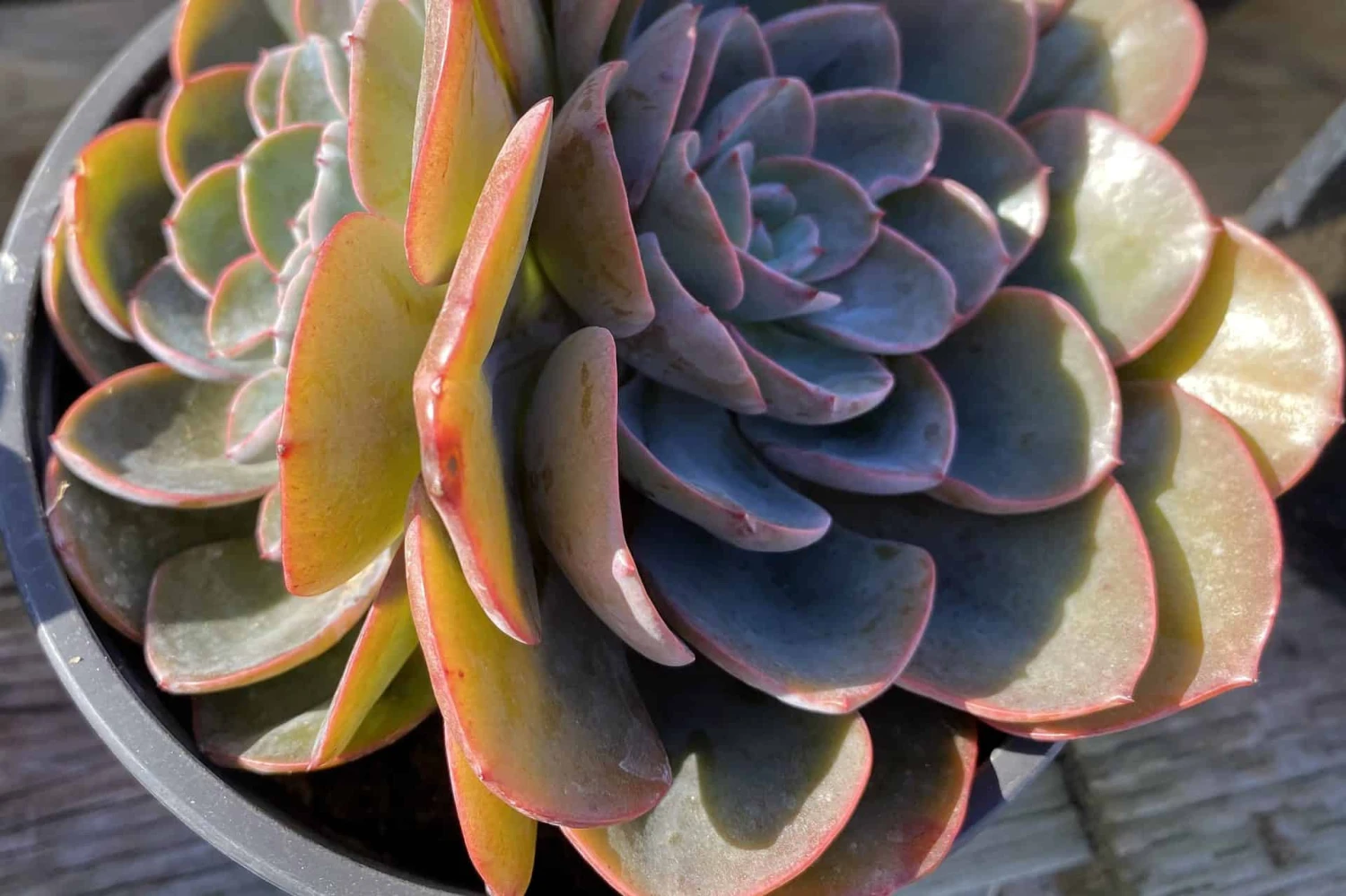 Mature Echeveria Swirl Hybrid. 8 Mature Echeveria Swirl Hybrid. - Image 6