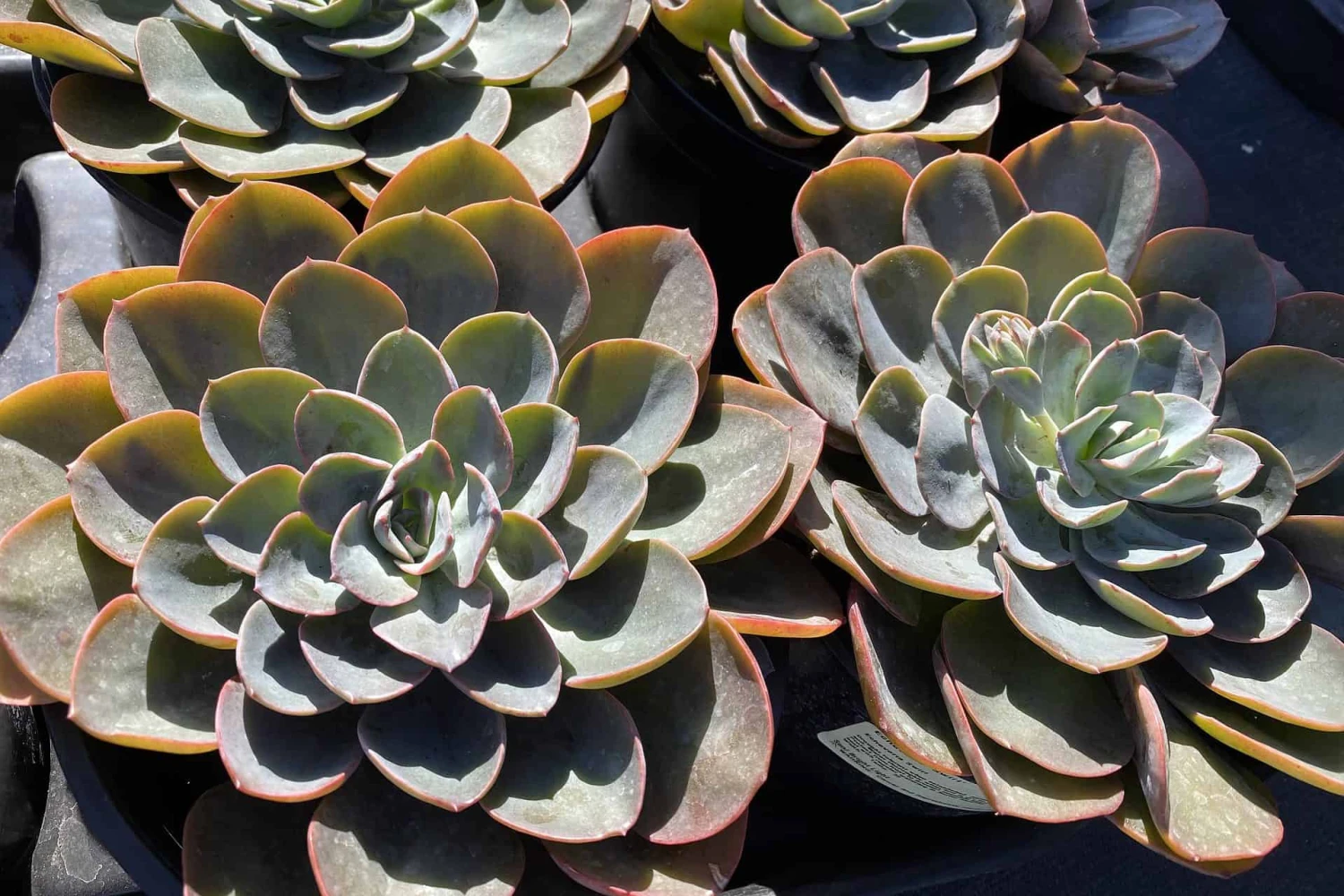 Mature Echeveria Swirl Hybrid. 7 Mature Echeveria Swirl Hybrid. - Image 5