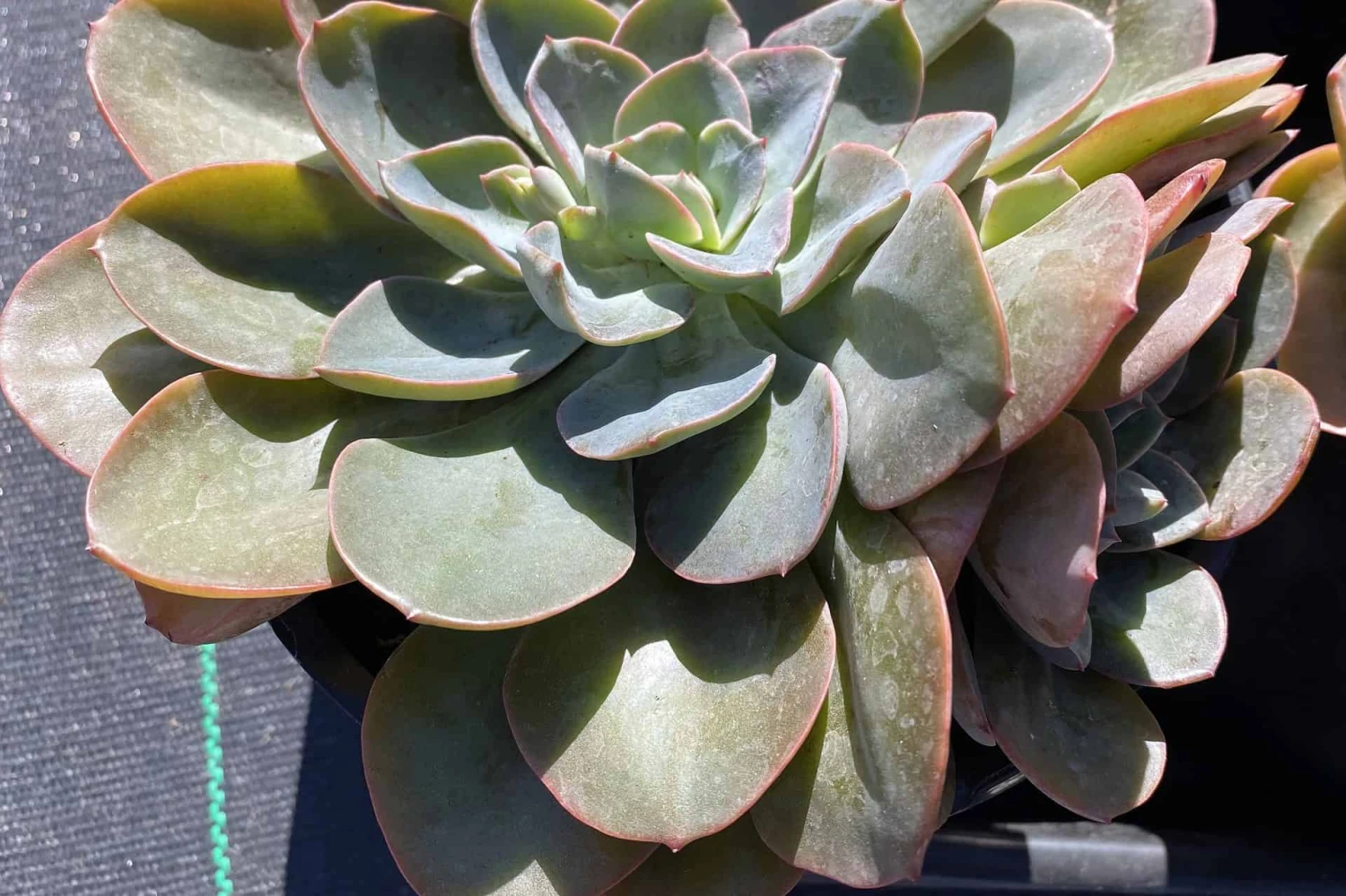 Mature Echeveria Swirl Hybrid. 6 Mature Echeveria Swirl Hybrid. - Image 4