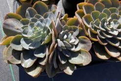 Mature Echeveria Swirl Hybrid. 14 Mature Echeveria Swirl Hybrid. -Cheap Plantly Store swirl 7