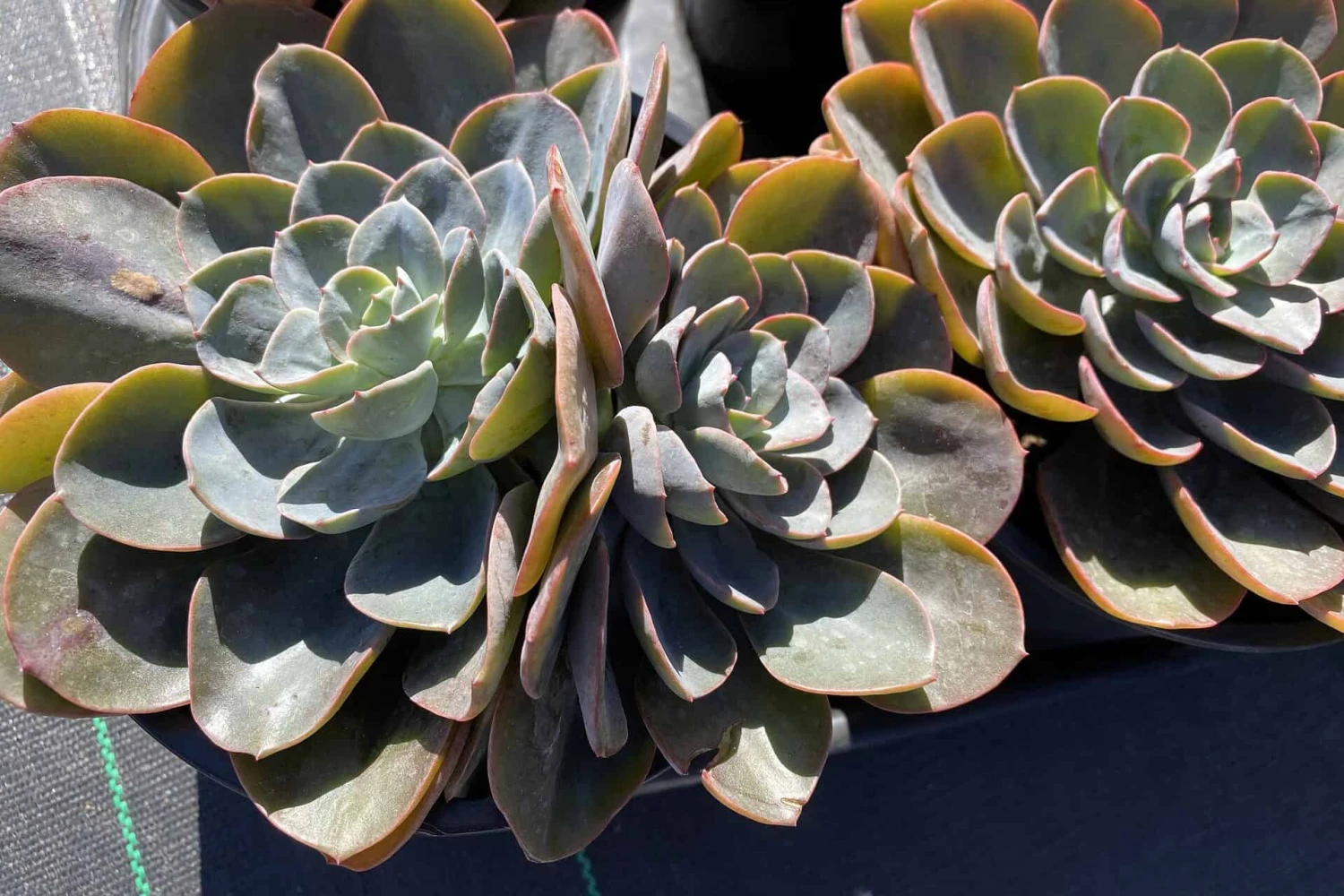 Mature Echeveria Swirl Hybrid. 4 Mature Echeveria Swirl Hybrid. - Image 2