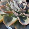 Mature Echeveria Swirl Hybrid. -Cheap Plantly Store swirl 9
