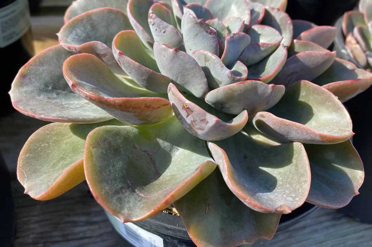 Mature Echeveria Swirl Hybrid. 3 Mature Echeveria Swirl Hybrid.