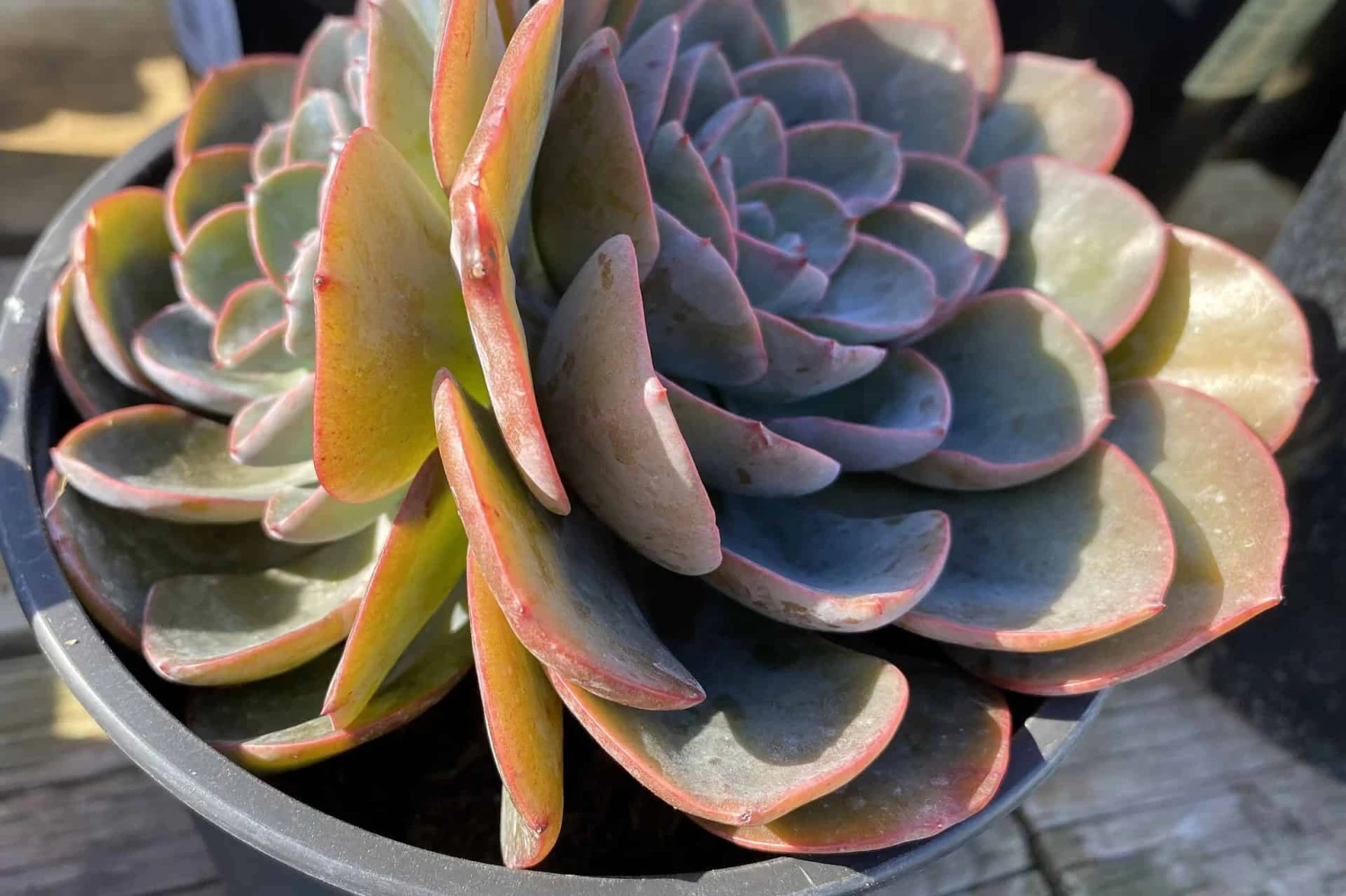 Mature Echeveria Swirl Hybrid. 12 Mature Echeveria Swirl Hybrid. - Image 10