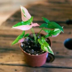 Syngonium Red Spot Tricolor -Cheap Plantly Store syngonium red spot 1