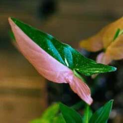 Syngonium Red Spot Tricolor -Cheap Plantly Store syngonium red spot 2