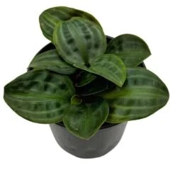 Seersucker Plant, In A 4 Inch Pot, Geogenanthus Poeppigii, Striped And Rippled Leaf Plant 10 Seersucker Plant, In A 4 Inch Pot, Geogenanthus Poeppigii, Striped And Rippled Leaf Plant -Cheap Plantly Store ter 1