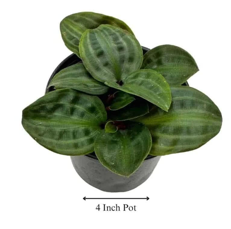 Seersucker Plant, In A 4 Inch Pot, Geogenanthus Poeppigii, Striped And Rippled Leaf Plant 5 Seersucker Plant, In A 4 Inch Pot, Geogenanthus Poeppigii, Striped And Rippled Leaf Plant - Image 3