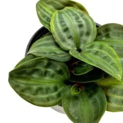 Seersucker Plant, In A 4 Inch Pot, Geogenanthus Poeppigii, Striped And Rippled Leaf Plant 12 Seersucker Plant, In A 4 Inch Pot, Geogenanthus Poeppigii, Striped And Rippled Leaf Plant -Cheap Plantly Store ter2