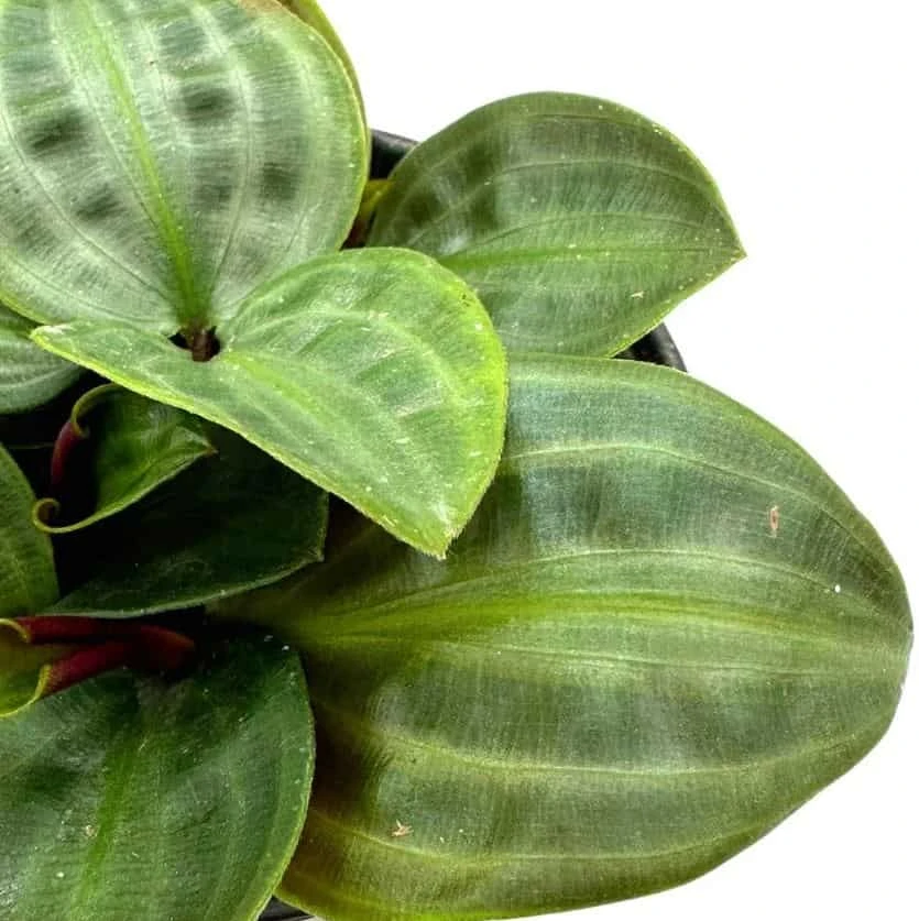 Seersucker Plant, In A 4 Inch Pot, Geogenanthus Poeppigii, Striped And Rippled Leaf Plant 7 Seersucker Plant, In A 4 Inch Pot, Geogenanthus Poeppigii, Striped And Rippled Leaf Plant - Image 5