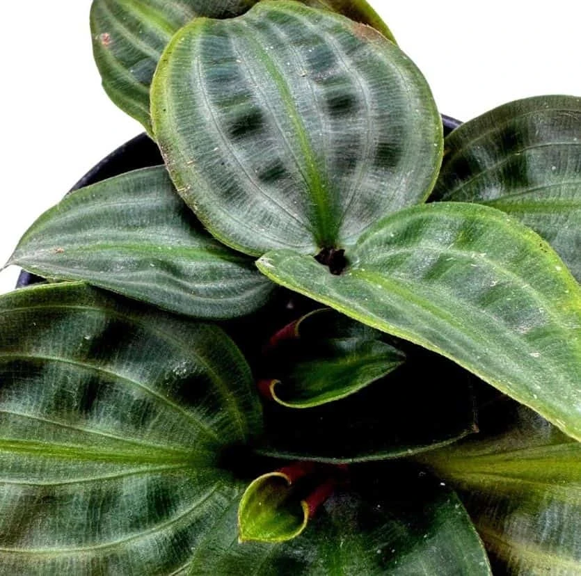 Seersucker Plant, In A 4 Inch Pot, Geogenanthus Poeppigii, Striped And Rippled Leaf Plant 8 Seersucker Plant, In A 4 Inch Pot, Geogenanthus Poeppigii, Striped And Rippled Leaf Plant - Image 6