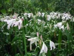 Crinum White Lily Organic Bulb Ships Free -Cheap Plantly Store thum 1