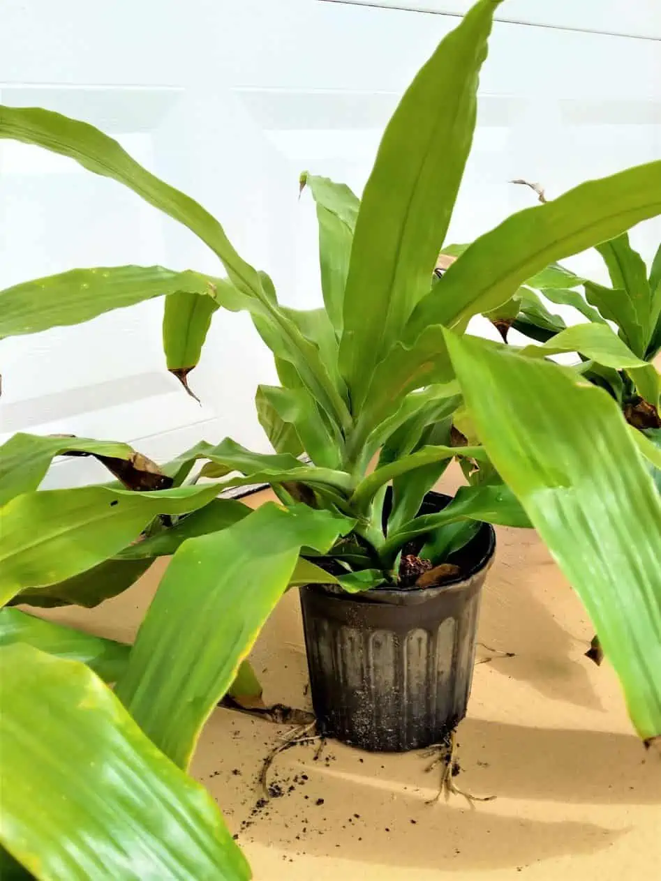Dracaena Fragrans Corn Plant Ships Free 4 Dracaena Fragrans Corn Plant Ships Free - Image 2