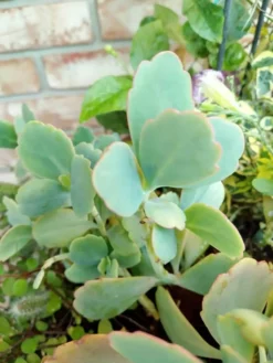 Lavender Scallop Succulents Set Of 4 Ships Free -Cheap Plantly Store thum 3