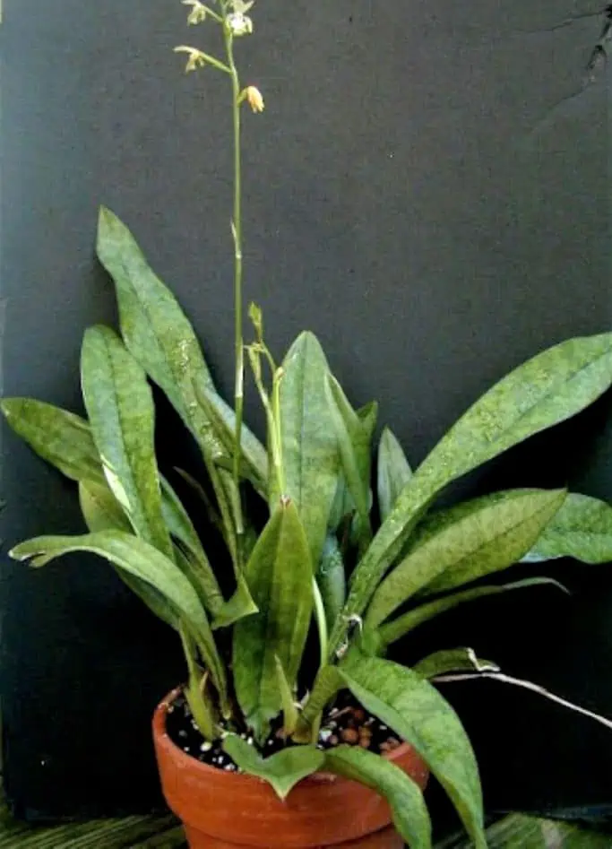 African Spotted Monk Orchid Ships Free 4 African Spotted Monk Orchid Ships Free - Image 2