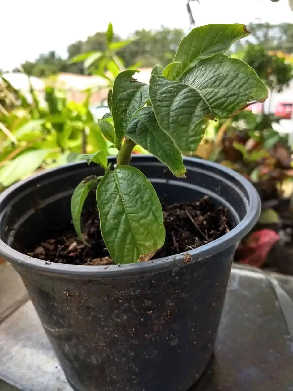 Brugmasia Pink Angel Trumpet Ships Free 4 Brugmasia Pink Angel Trumpet Ships Free - Image 2