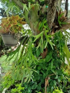 Staghorn Epiphyte Fern Ships Free. -Cheap Plantly Store thumb