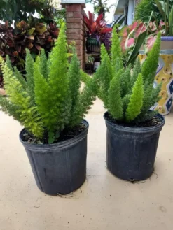 Asparagus Aethiopicus Foxtail Fern Ships Free. -Cheap Plantly Store thumb 6