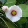 Clusiaceae Rosea Clusia Pitch Apple Plant Ships Free. -Cheap Plantly Store thumb 7