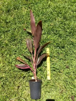 Ti Cordyline Plant Ships Free. -Cheap Plantly Store thumbnail 10 rotated 1