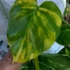 Pothos Giant Golden 2 Cuttings Ship Free -Cheap Plantly Store thumbnail 15
