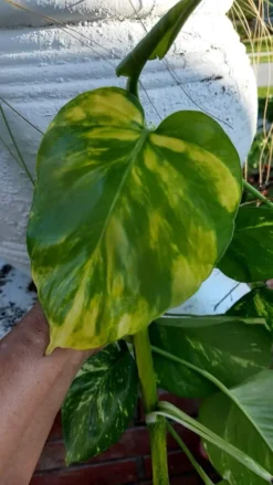 Pothos Giant Golden 2 Cuttings Ship Free