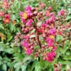 Crepe Myrtle Tonto Lagerstroemia Indica 3 Gal. Ships Free. -Cheap Plantly Store thumbnail 17
