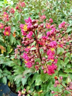Crepe Myrtle Tonto Lagerstroemia Indica 3 Gal. Ships Free.
