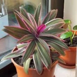 Tri Color Dwarf Oyster Plants Tradescantia Spathacea Ships Free. -Cheap Plantly Store thumbnail