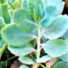 Lavender Scallop Succulents Set Of 4 Ships Free -Cheap Plantly Store thumbnail 5