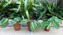 Calathea Maranta Lemon Lime Praying Plant Ships Free