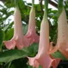 Brugmasia Pink Angel Trumpet Ships Free 2 Brugmasia Pink Angel Trumpet Ships Free -Cheap Plantly Store thumnail 1