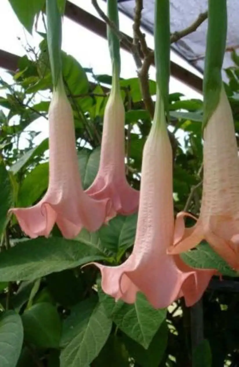 Brugmasia Pink Angel Trumpet Ships Free 3 Brugmasia Pink Angel Trumpet Ships Free