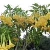 Brugmansia Yellow Angel Trumpet Ships Free -Cheap Plantly Store thumnail 2