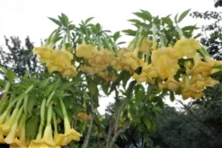 Brugmansia Yellow Angel Trumpet Ships Free