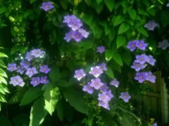 Blue Sky Vine Thumergia Grandiflora Ships Free