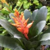 Red Brazil Bromeliad Aechmea Nudicaulis -Cheap Plantly Store thumnail 5
