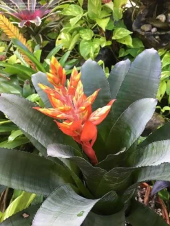 Red Brazil Bromeliad Aechmea Nudicaulis