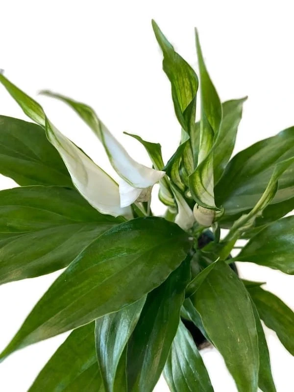 Amazing Spathiphyllum 'Peace Lily' 4" Pot. Great Holiday Gift! 4 Amazing Spathiphyllum 'Peace Lily' 4" Pot. Great Holiday Gift! - Image 2