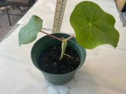 Buddha Belly Bush - Jatropha Podagrica - Starter Plant In 6 Inch Pot -Cheap Plantly Store top view