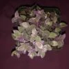 Soul Peace Bundle-Tradescantia Pink Panther -Cheap Plantly Store trandescantia pink panther 4