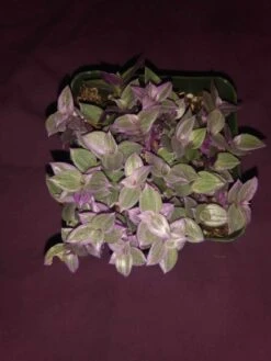 Soul Peace Bundle-Tradescantia Pink Panther