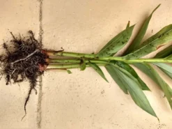 Hawaiian White Ginger Hedychium Coronarium Ships Free -Cheap Plantly Store trew