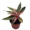 Stromanthe Triostar 4 Inch Sanguinea Beautiful And Easy Indoor House Plant