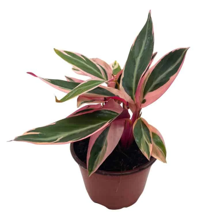 Stromanthe Triostar 4 Inch Sanguinea Beautiful And Easy Indoor House Plant 3 Stromanthe Triostar 4 Inch Sanguinea Beautiful And Easy Indoor House Plant