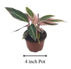 Stromanthe Triostar 4 Inch Sanguinea Beautiful And Easy Indoor House Plant 12 Stromanthe Triostar 4 Inch Sanguinea Beautiful And Easy Indoor House Plant -Cheap Plantly Store trio1